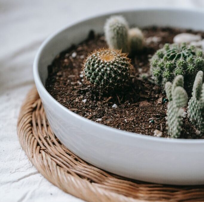 Cactuși pentru începători: tot ce trebuie să știi despre îngrijirea lor