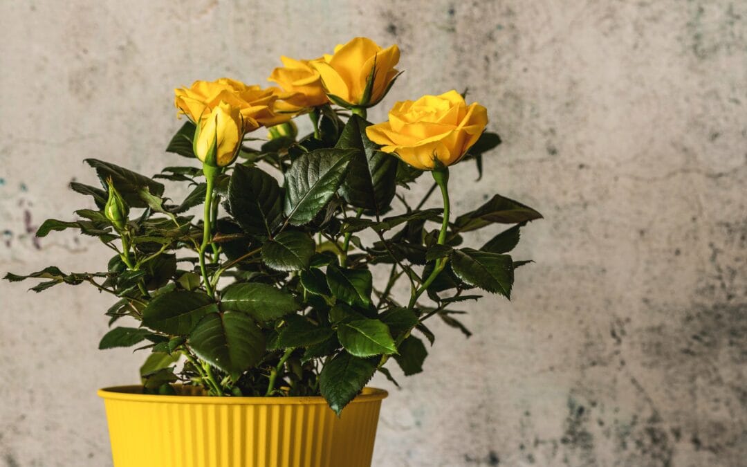 Ghid de îngrijire a trandafirilor din ghiveci pe parcursul anotimpurilor