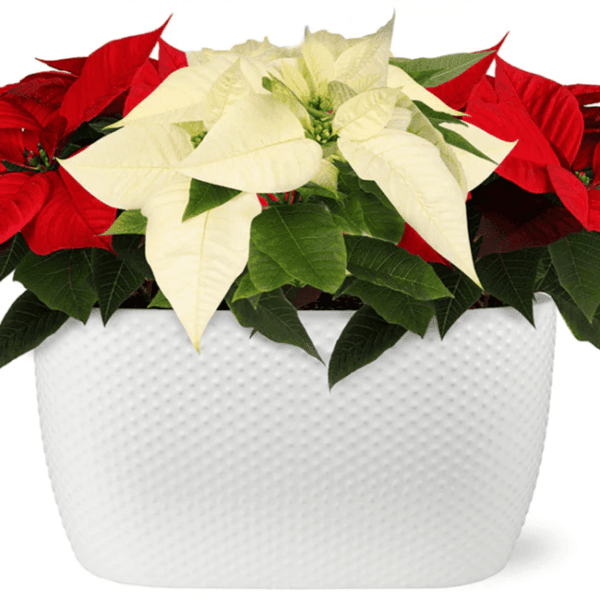 Aranjament de crăciunițe