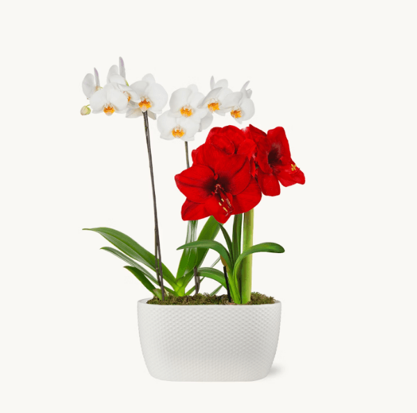 Duo festiv de Crăciun